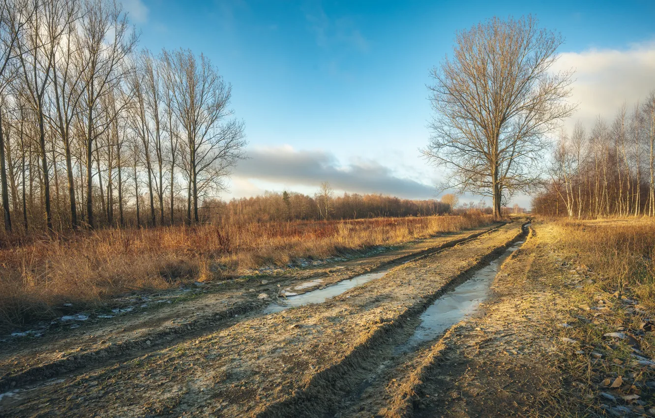Фото обои дорога, поле, осень, лес, небо, деревья, синева, весна