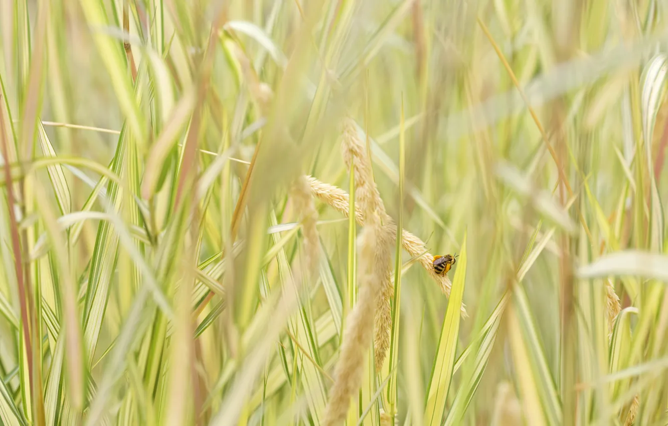 Фото обои трава, пчела, насекомое, колосья