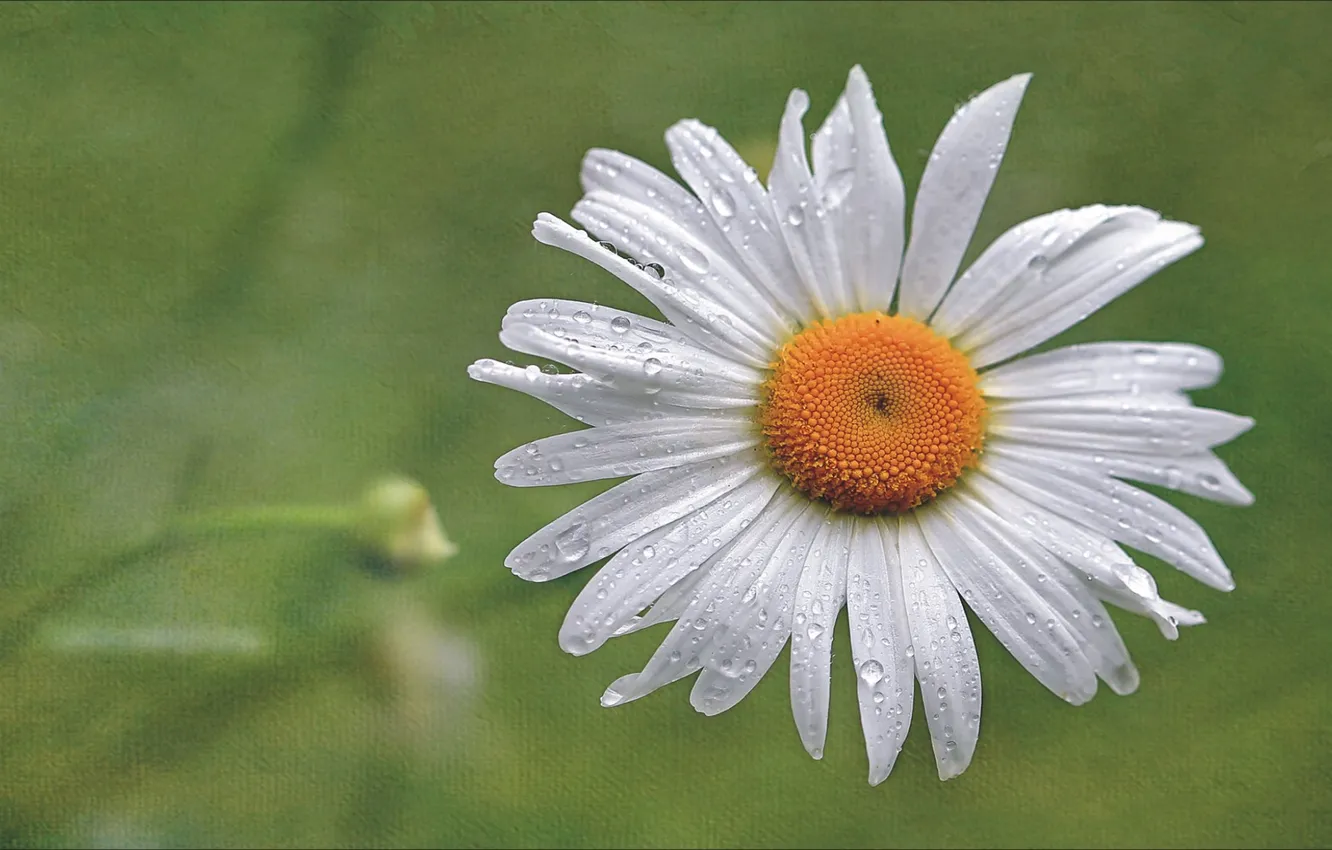 Фото обои цветы, ромашка, camomile, flover, wallpaper 1920x1080