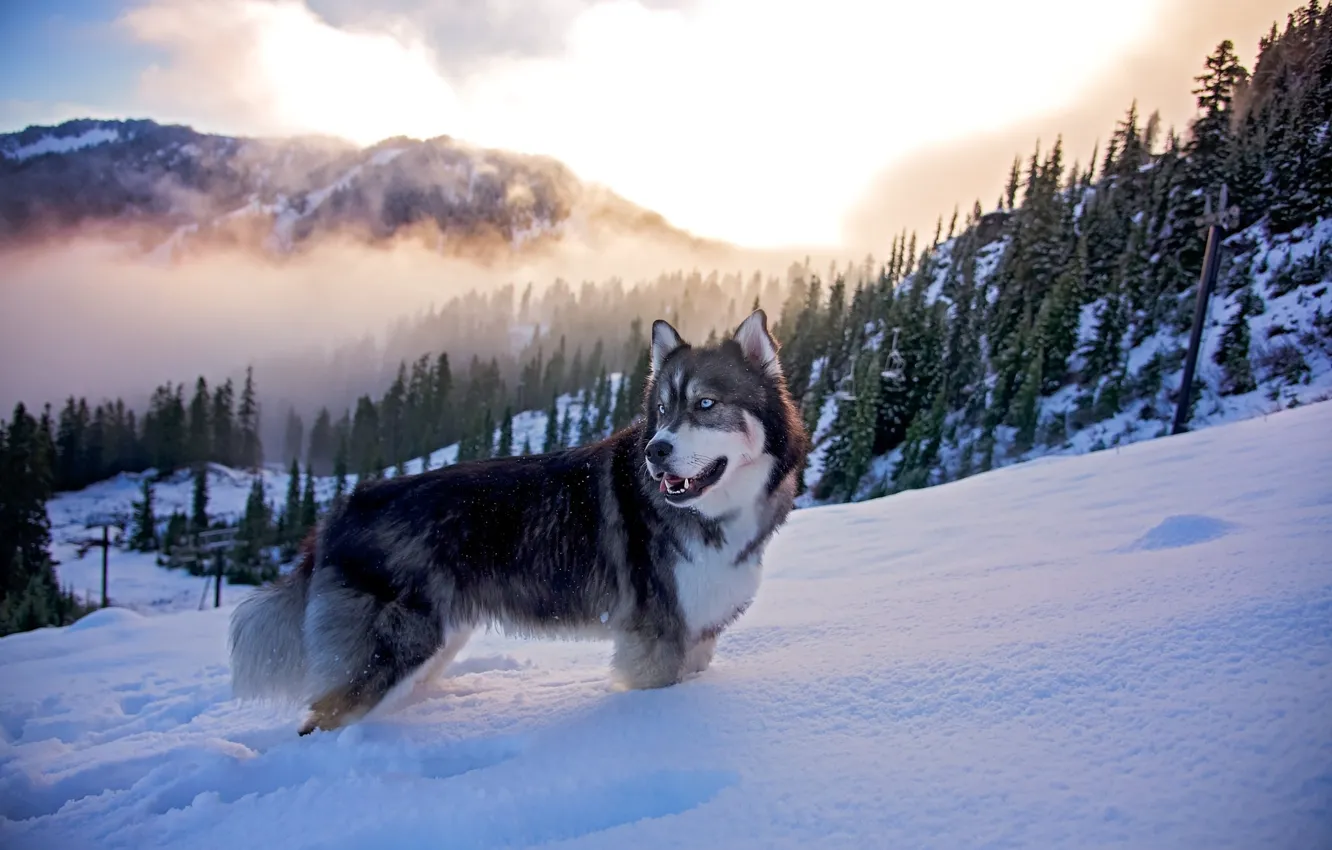 Фото обои зима, лес, облака, снег, горы, природа, туман, животное