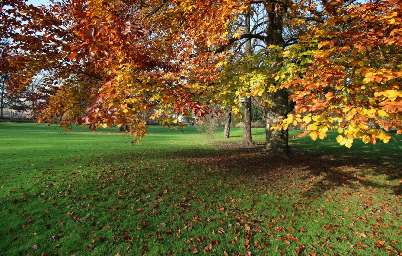 Фото обои Осень, Парк, Fall, Листва, Park, Autumn, Leaves