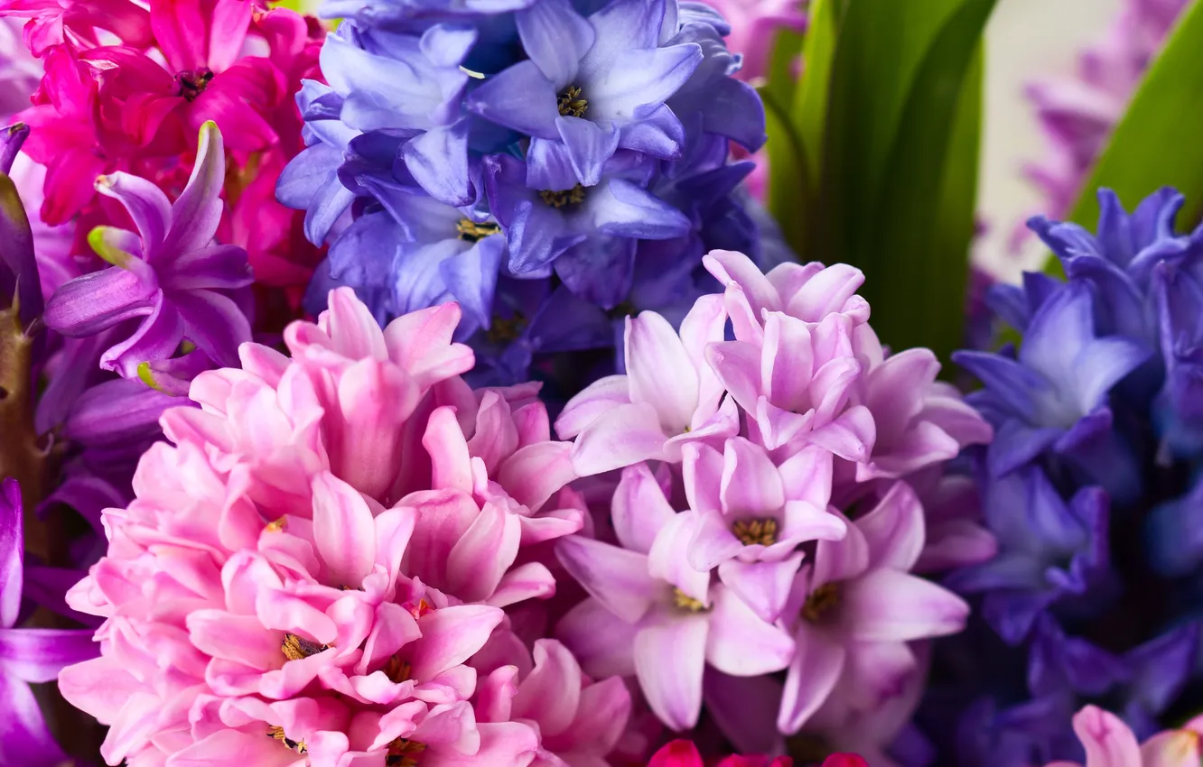 Фото обои цветы, букет, гиацинты