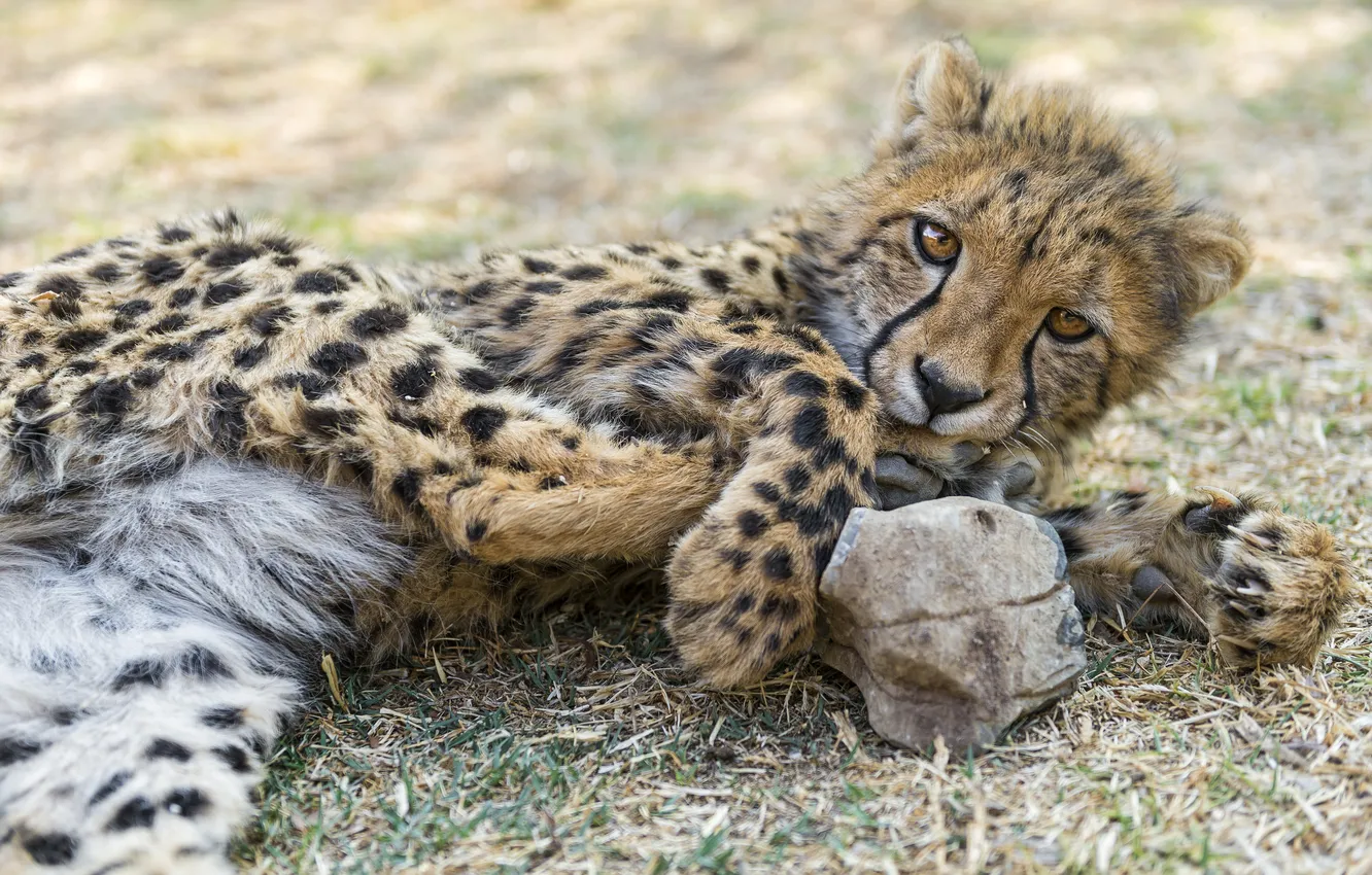 Фото обои кошка, гепард, детёныш, ©Tambako The Jaguar