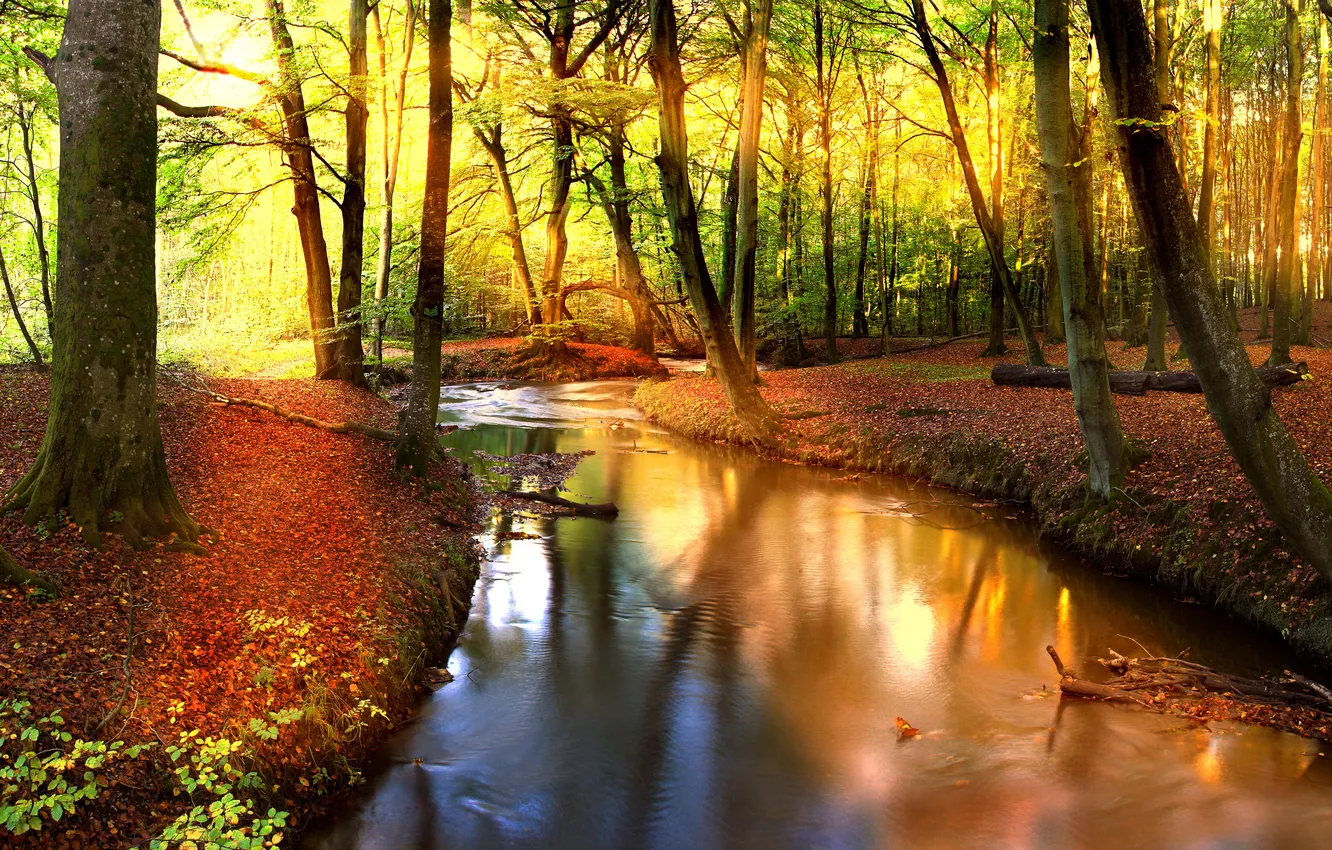 Фото обои лес, солнце, деревья, отражение, река, листва