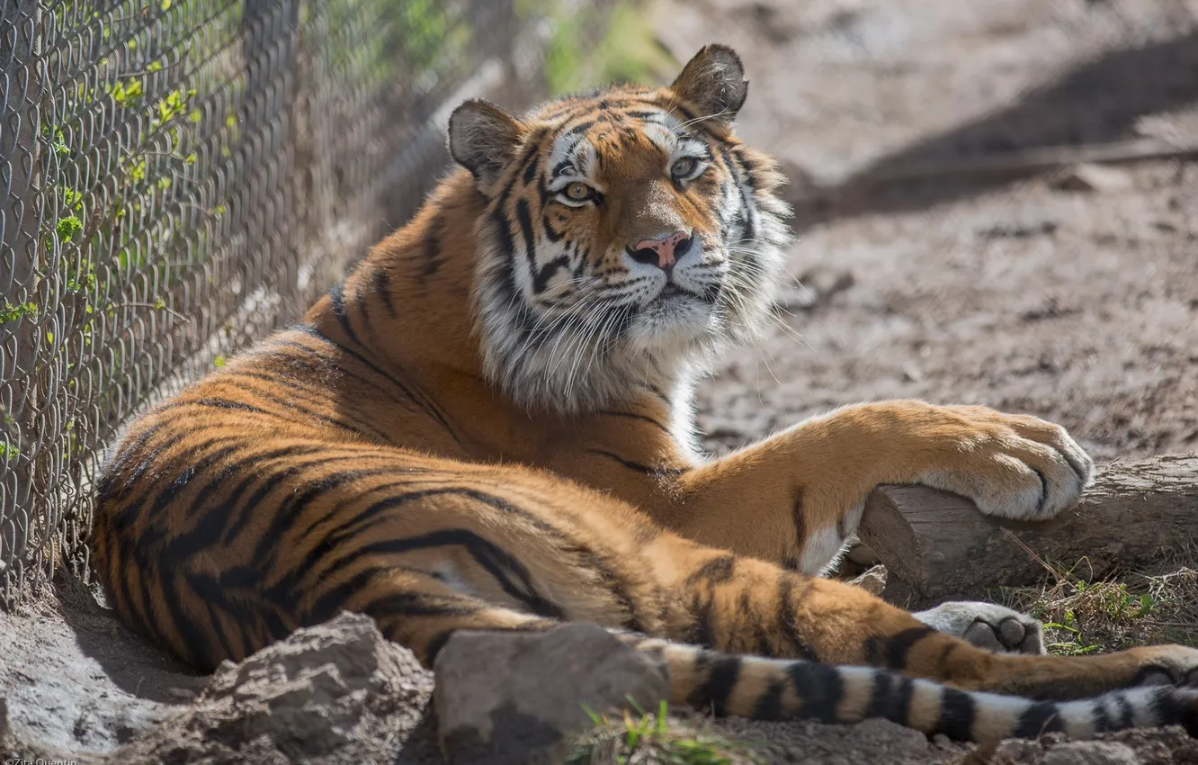 Фото обои морда, тигр, отдых, хищник, дикая кошка, зоопарк