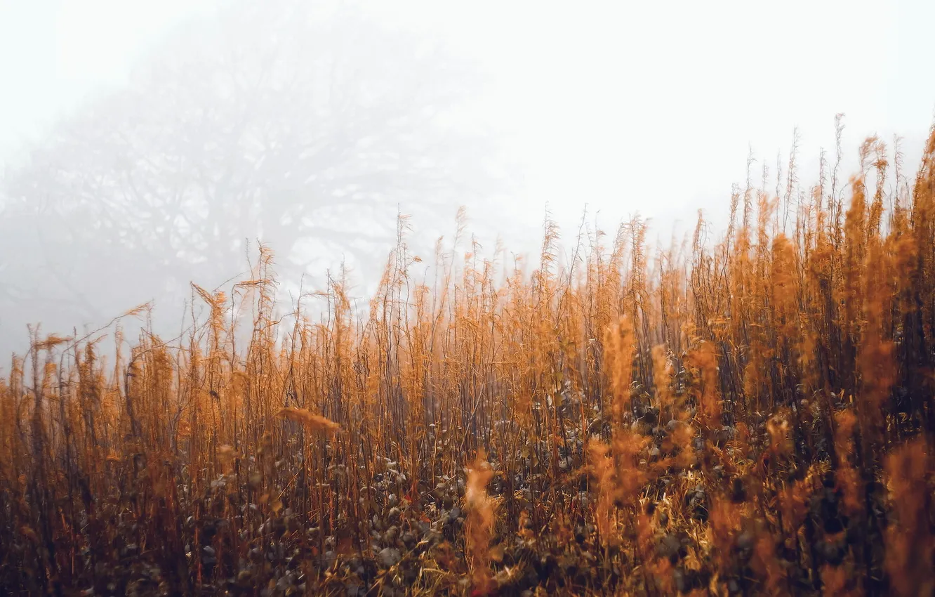 Фото обои осень, трава, туман