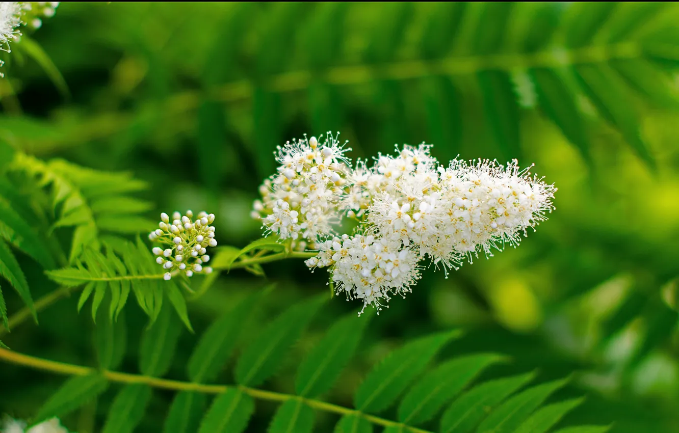 Фото обои листья, цветы, green, white, белые, Flowers, зелёные, leaves