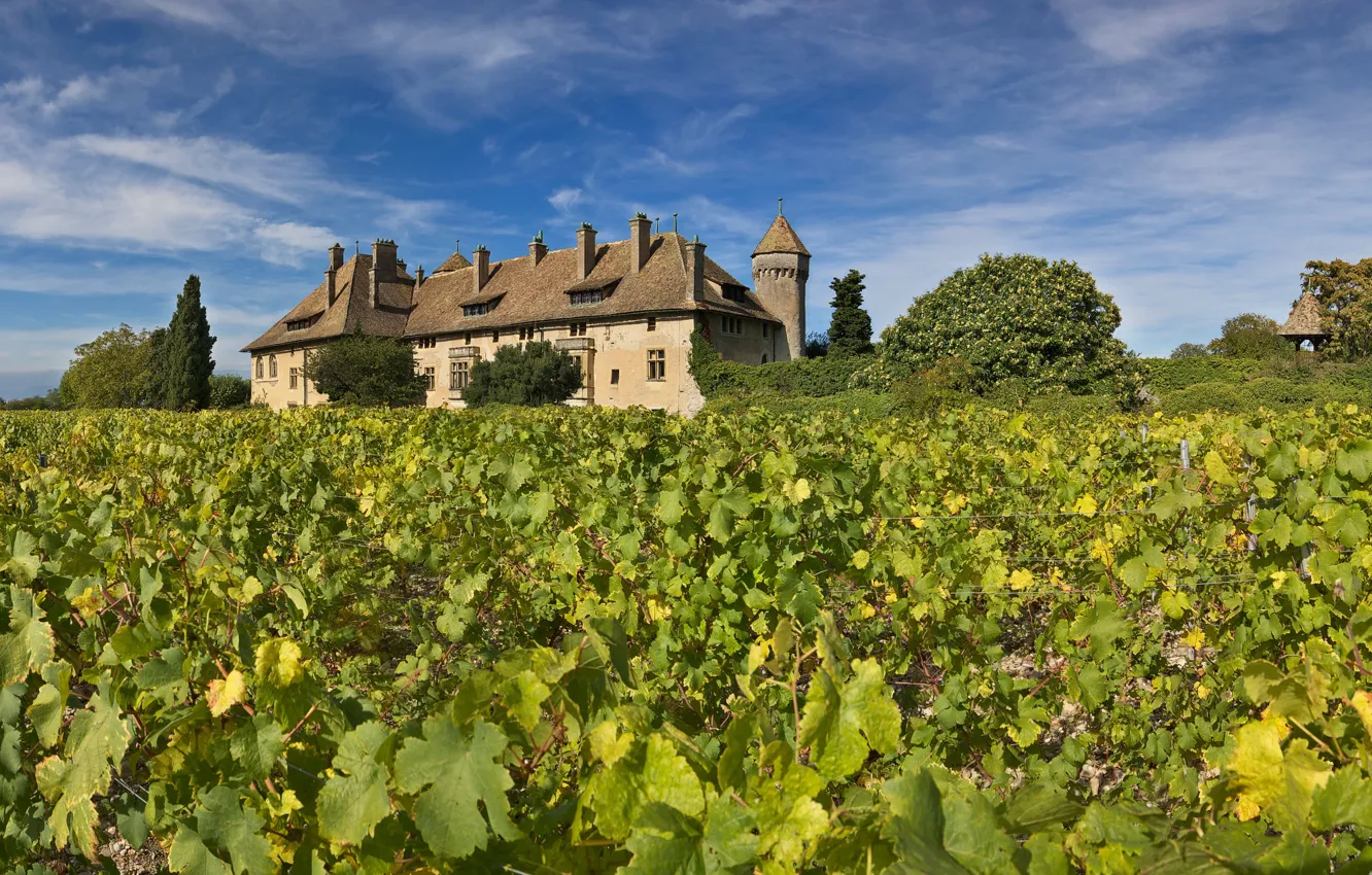 Фото обои замок, Франция, виноградник, Le château de Ripaille