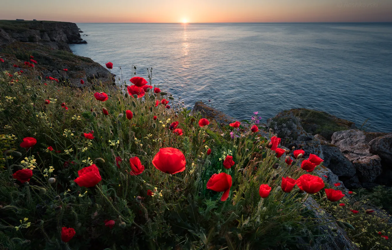 Фото обои море, цветы, восход, рассвет, побережье, маки, утро, Болгария