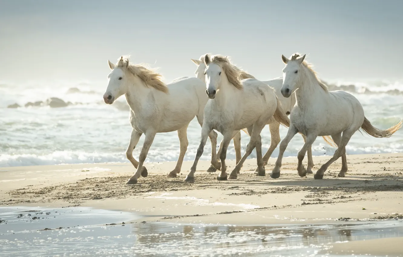 Фото обои море, берег, кони