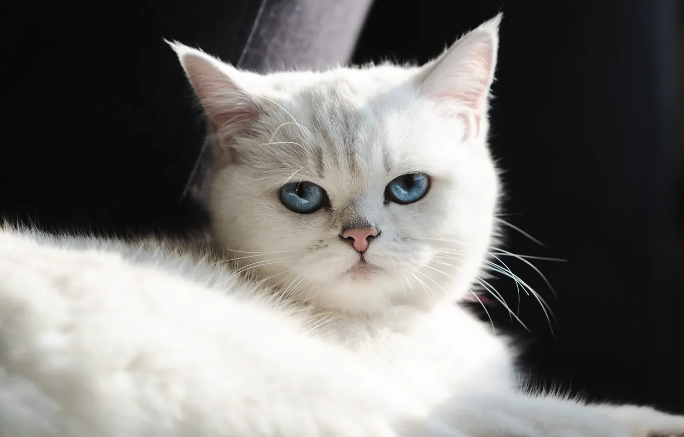 Фото обои кошка, белый, взгляд, свет, поза, котенок, портрет, милый