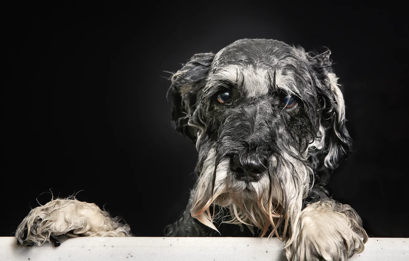 Фото обои взгляд, друг, собака, ванна, пёсик, Мокрый портрет
