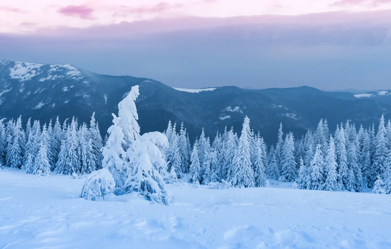 Фото обои зима, лес, небо, облака, снег, пейзаж, горы, тучи