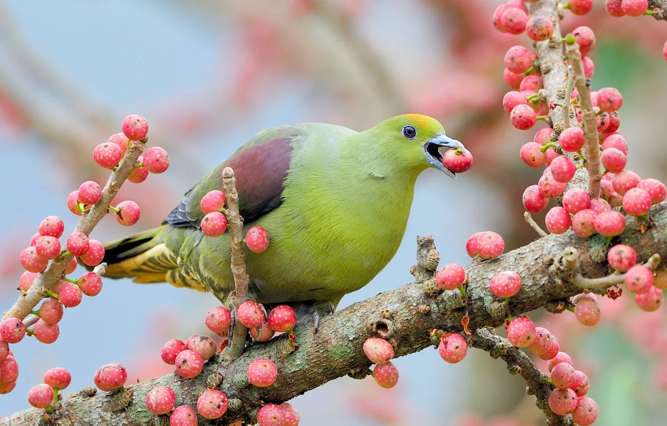 Фото обои ветки, зеленый, ягоды, дерево, птица, голубь, плоды, розовые
