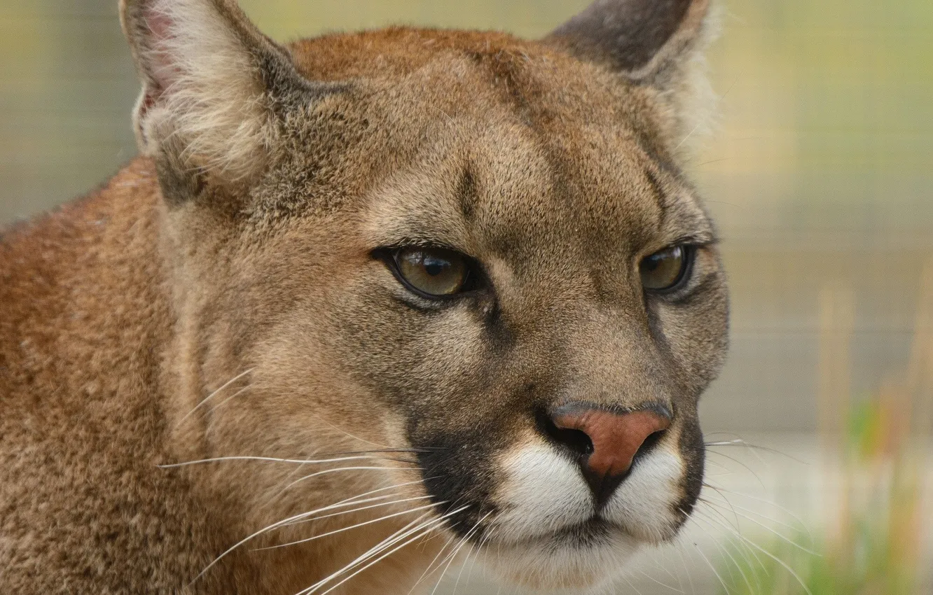 Фото обои puma, animal, wildlife, big cats, PUMA'S