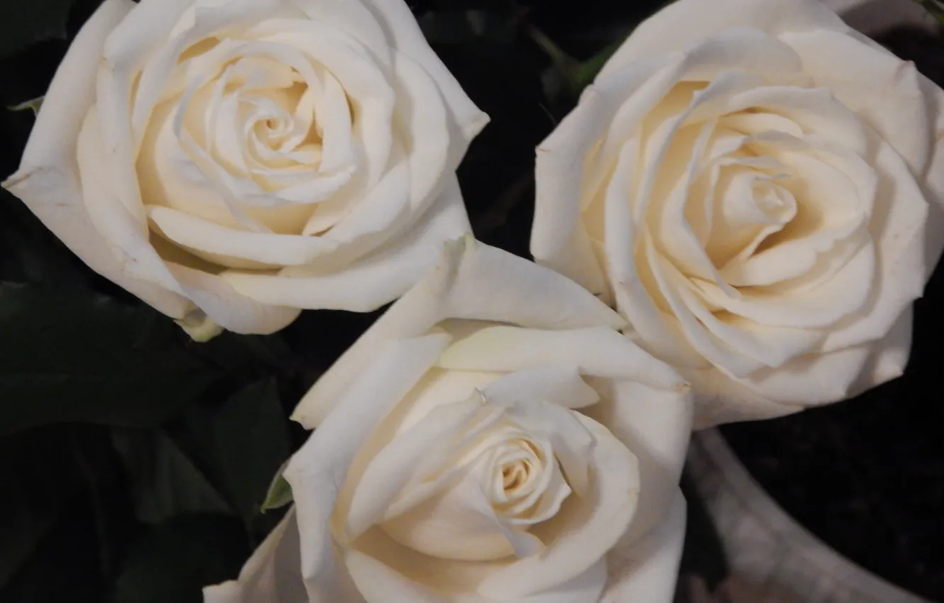 Фото обои обои, розы, белые розы, широкоформатные, широкоэкранные