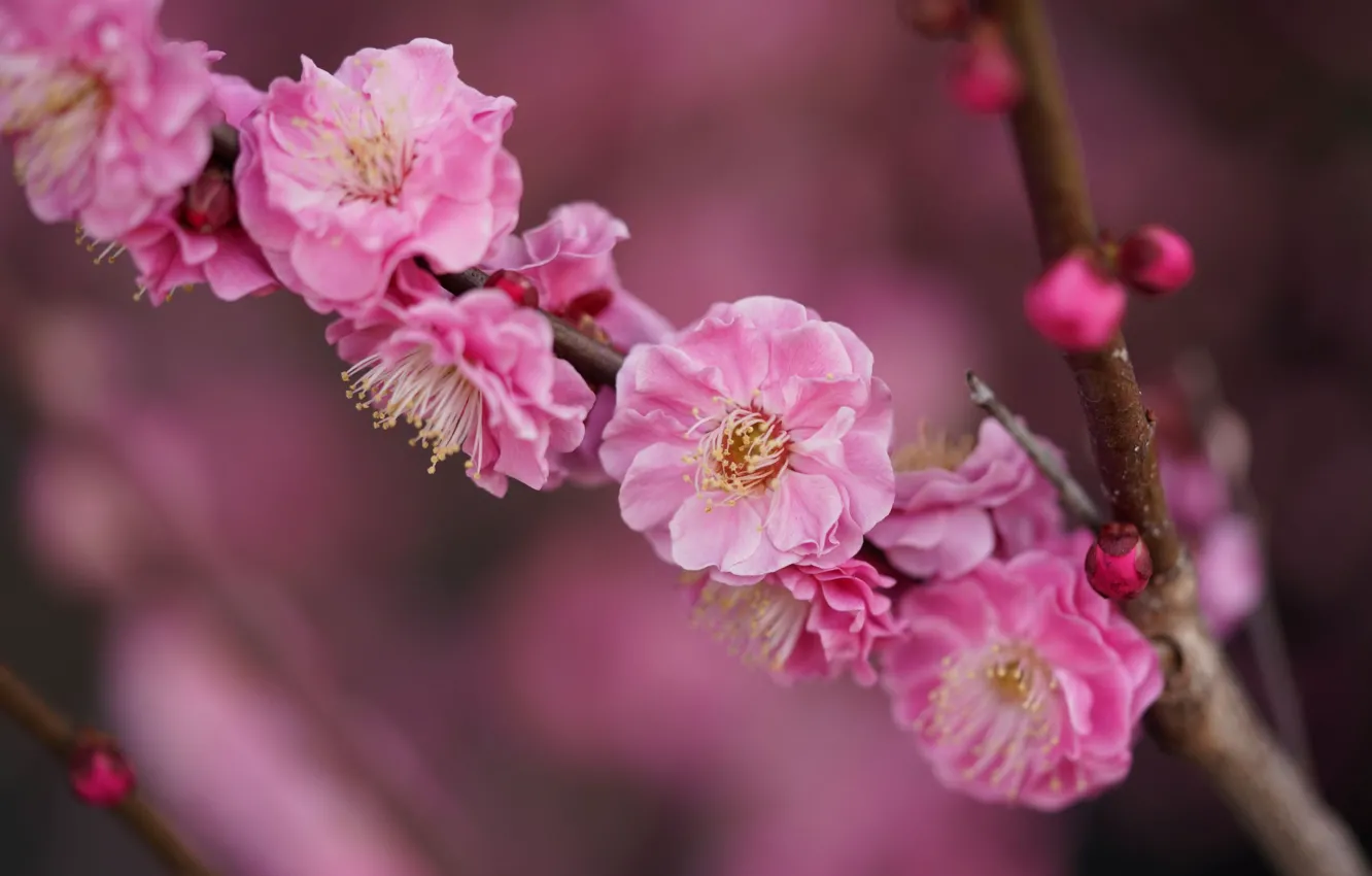 Фото обои цветы, ветка, весна, сакура, розовые, цветение, размытый фон