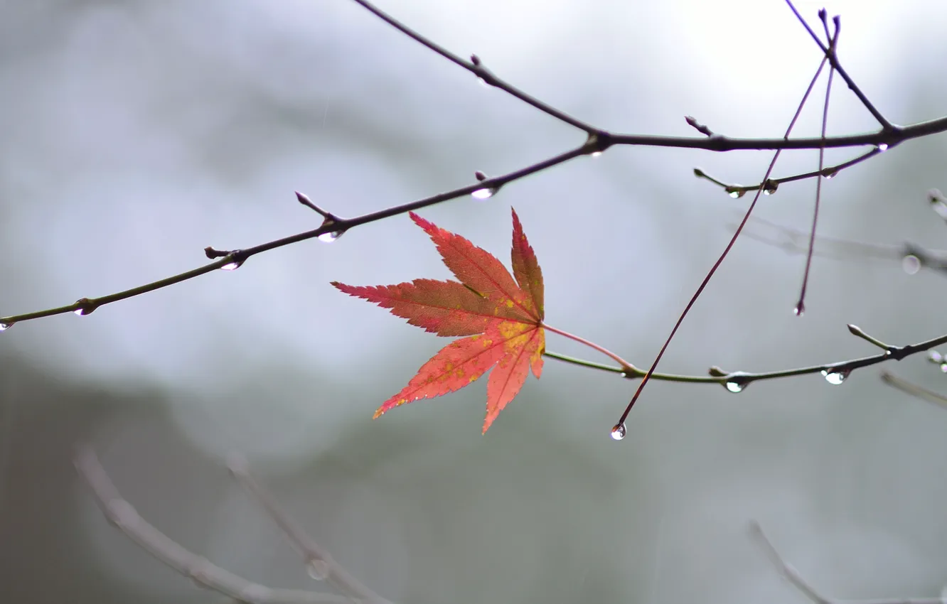 Фото обои осень, капли, макро, лист, ветка
