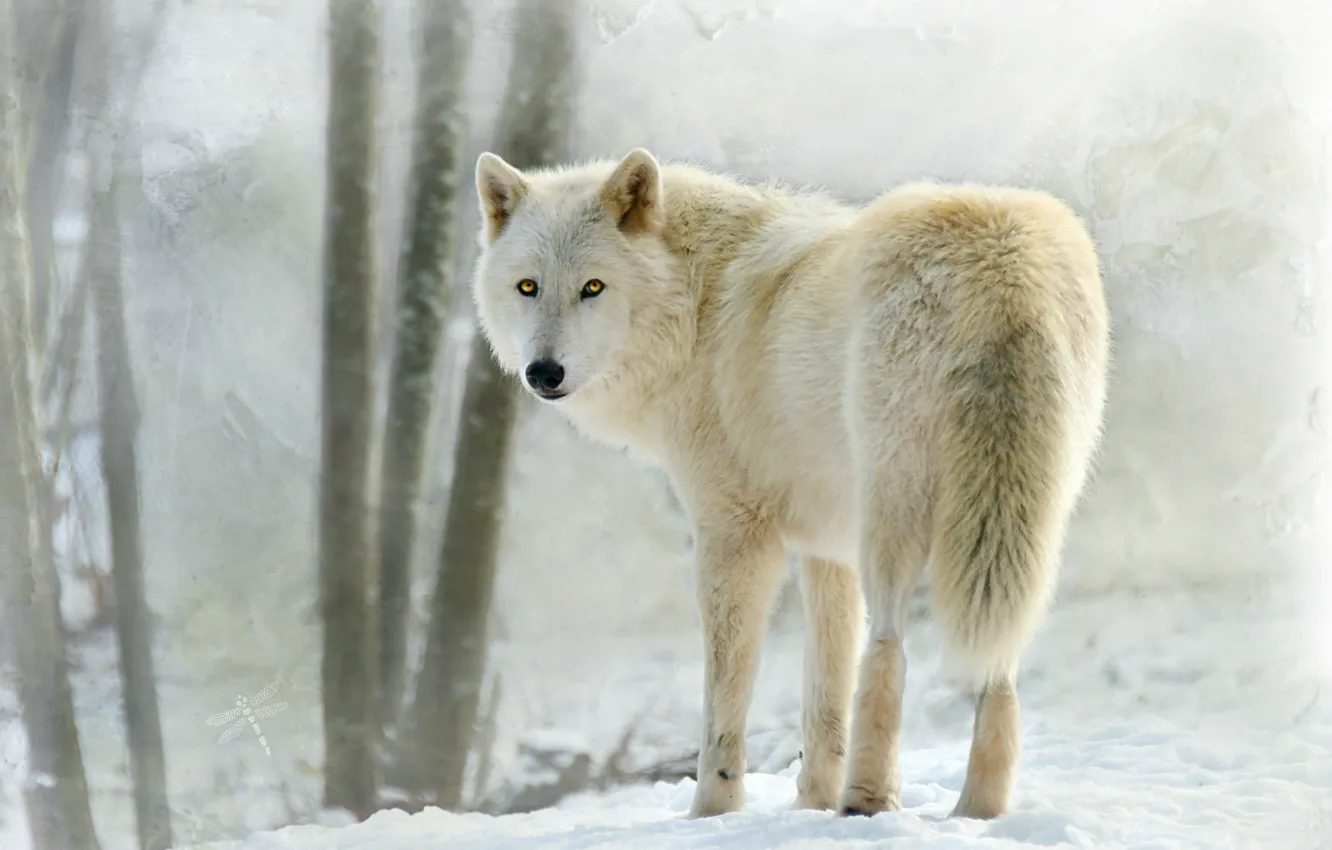 Фото обои белый, снег, волк