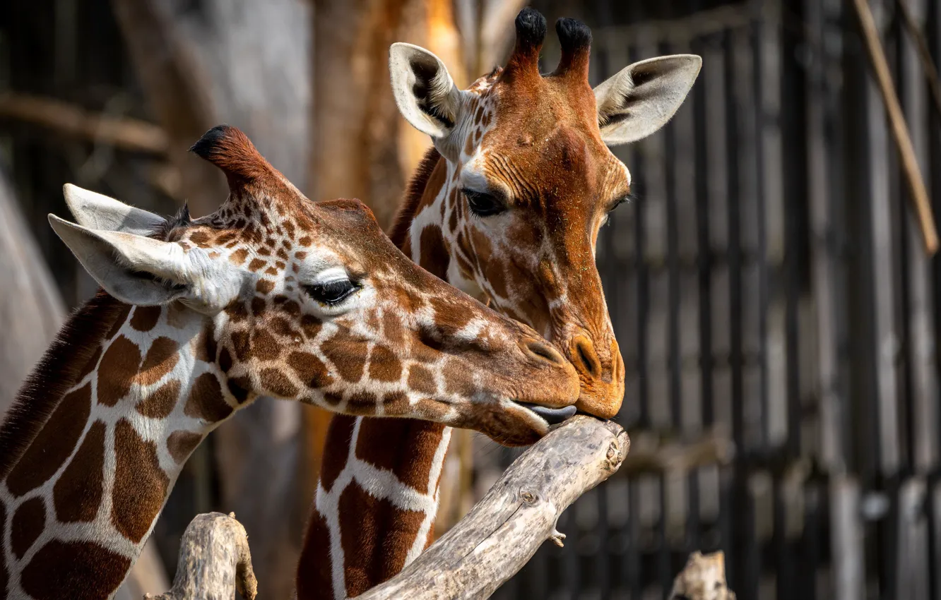 Фото обои морда, забор, жираф, пара, зоопарк, сук, два жирафа