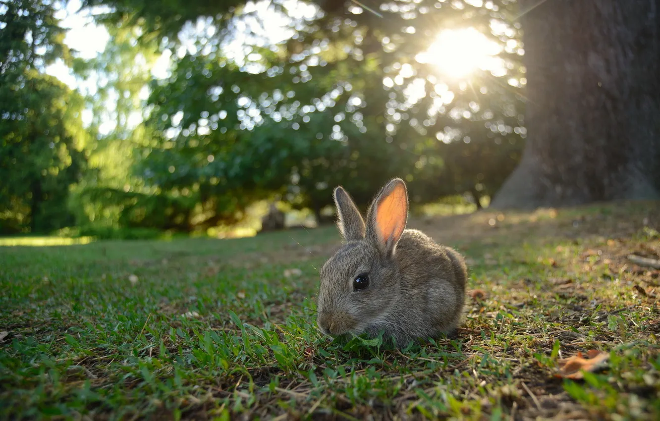 Фото обои лето, природа, кролик