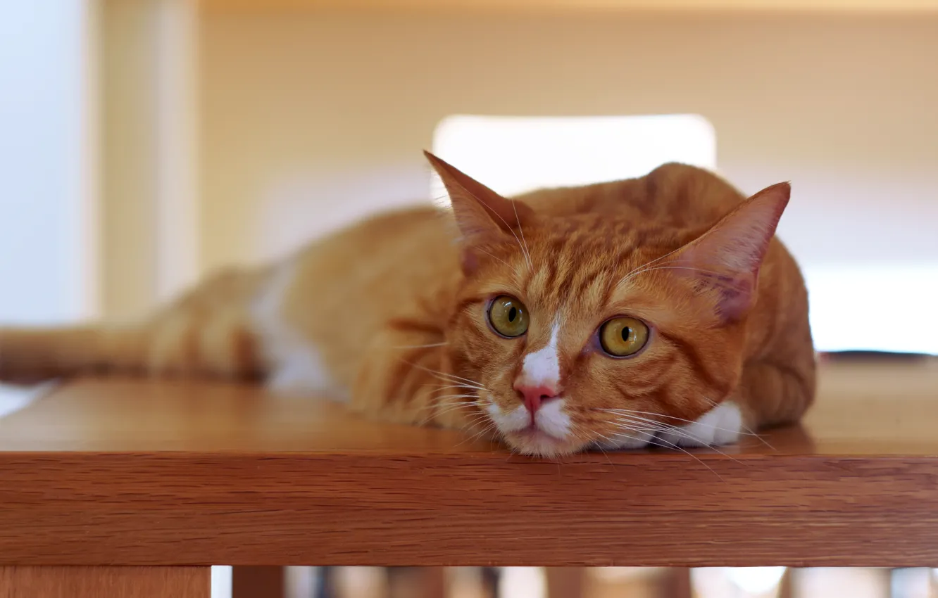 Фото обои кошка, кот, взгляд, стол, портрет, рыжий, лежит, мордашка