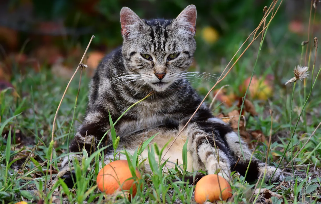 Фото обои кошка, кот, взгляд, поза, серый, яблоки, сад, сидит