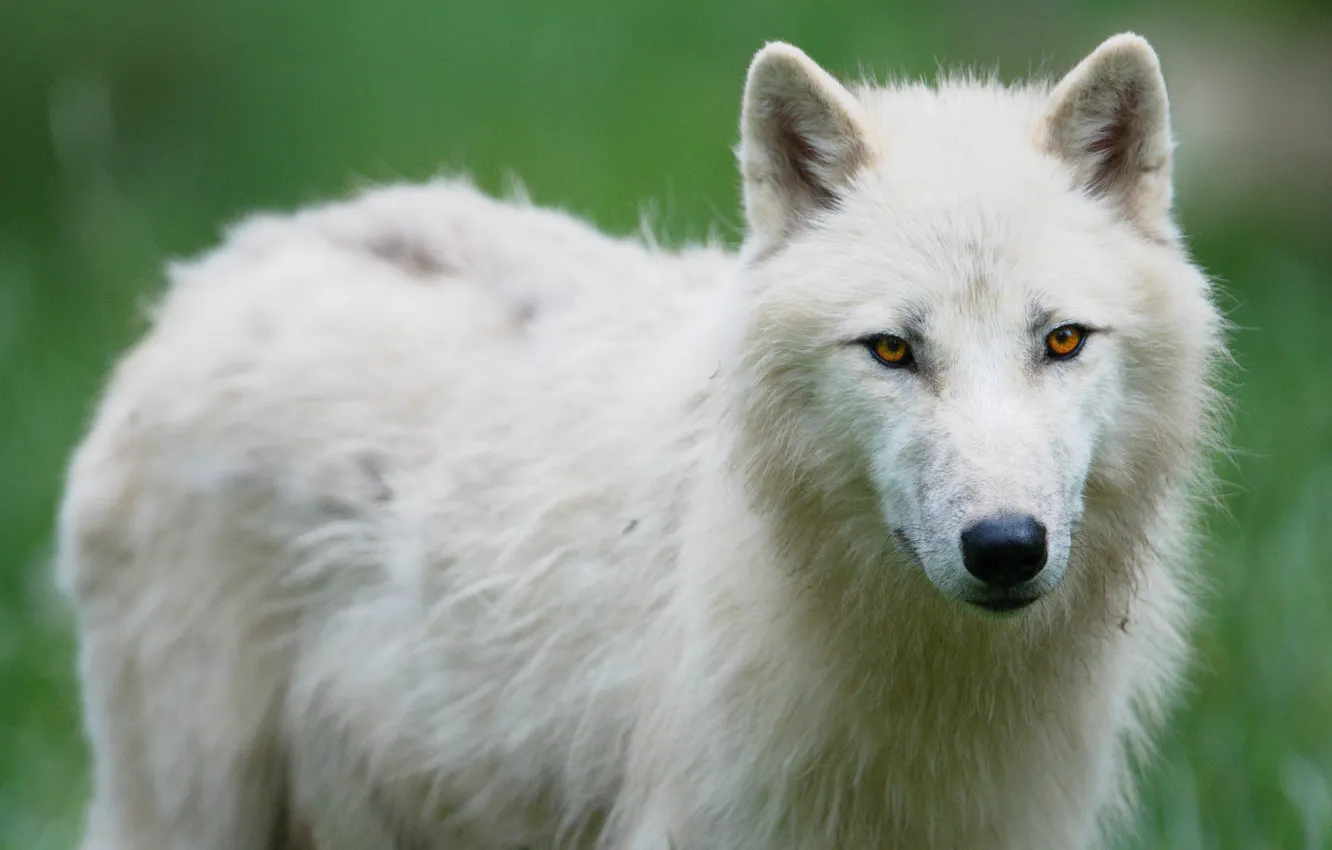 Фото обои nature, face, animal, wolf, wildlife, head, fur, mammal