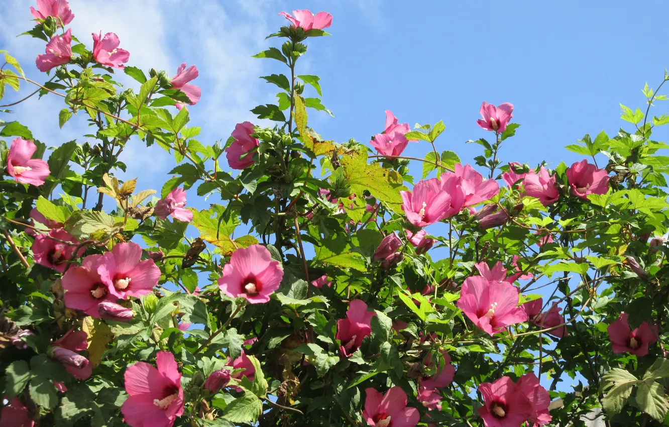 Фото обои небо, цветы, розовые, Meduzanol ©