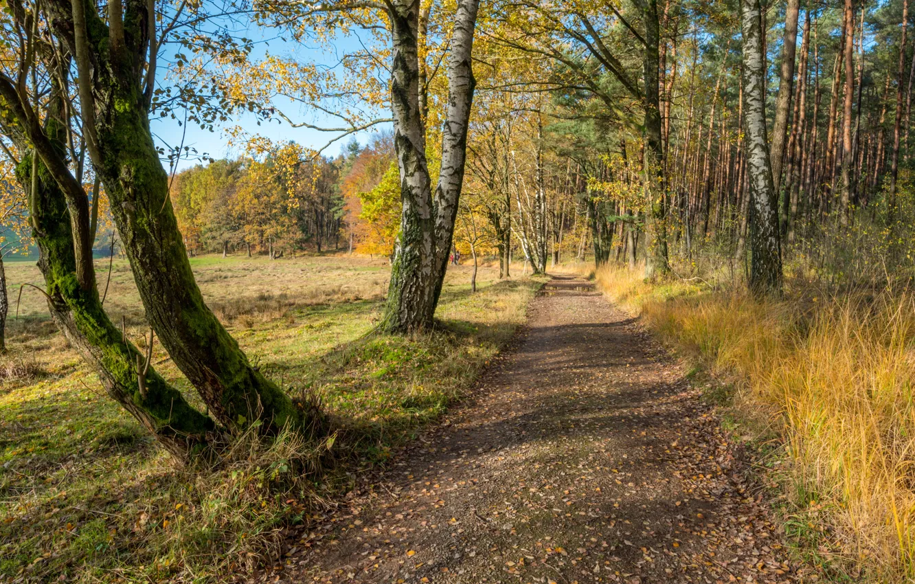 Фото обои осень, лес, листья, деревья, forest, park, autumn, leaves