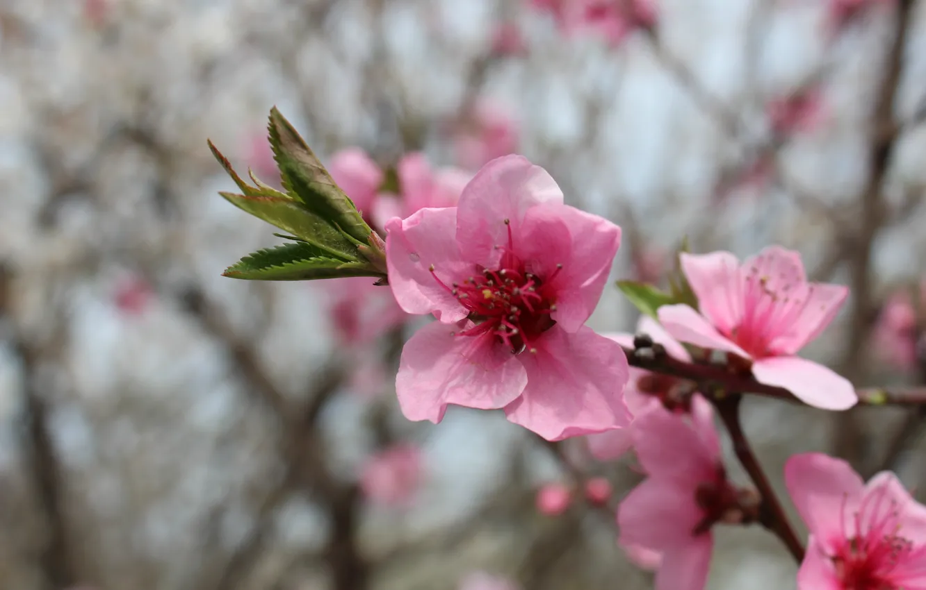 Фото обои деревья, веточка, весна, листочки, персики, розовые цветы