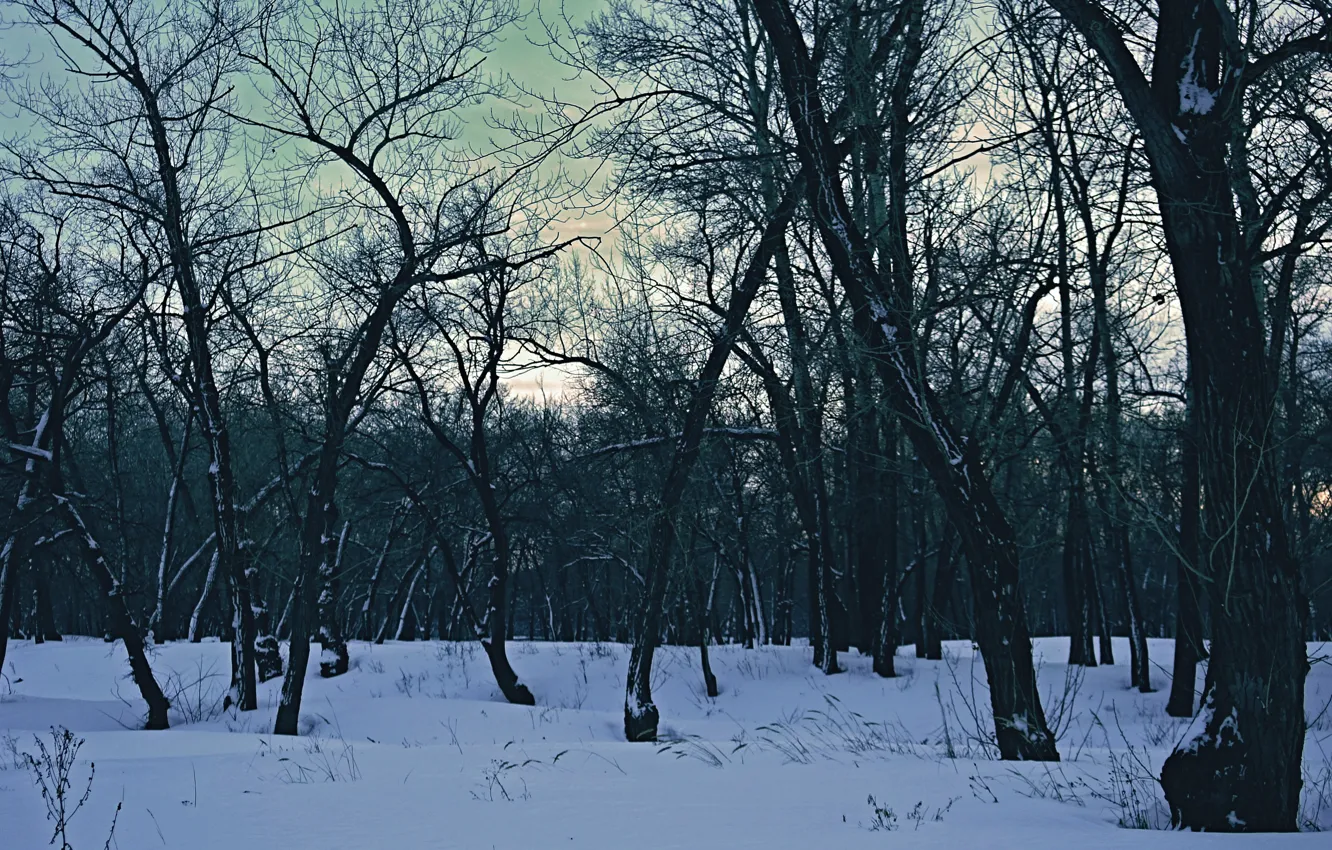 Фото обои лес, небо, солнце, деревья, пейзаж, природа, на фоне, фильтр