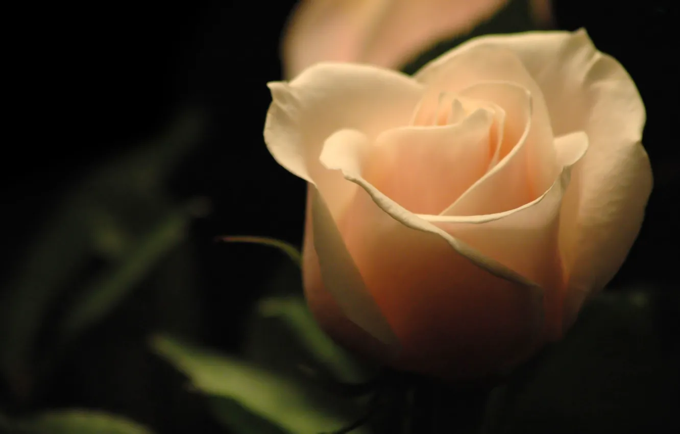 Фото обои темный фон, роза, свечение, rose