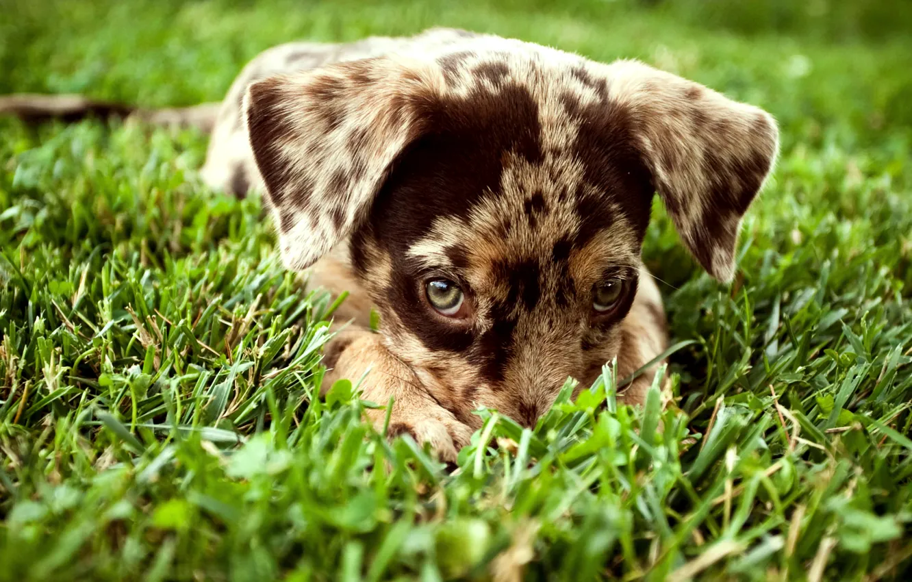 Фото обои трава, взгляд, Собака, щенок