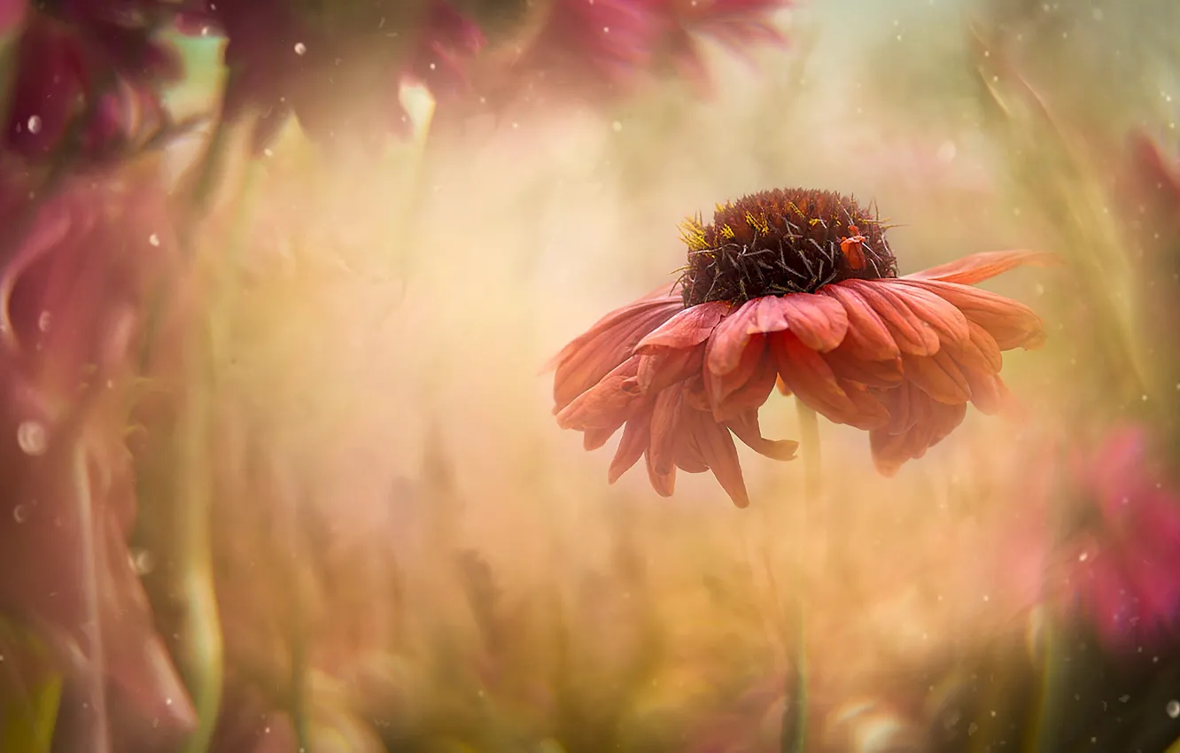 растению жарко. жара цветок. огоньки цветы. рассвет солнца.