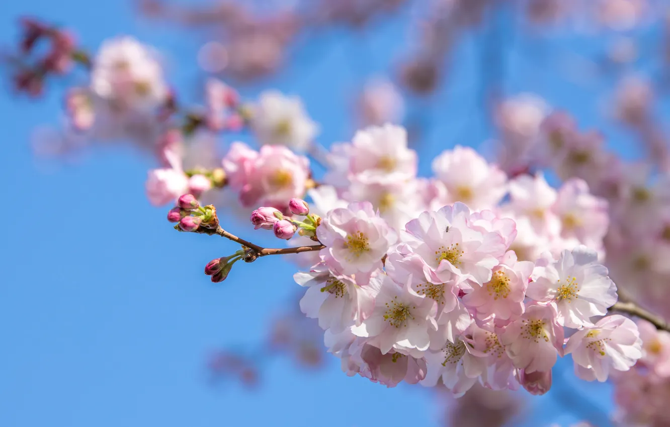 Фото обои небо, свет, цветы, ветка, весна, сакура, розовые, цветение