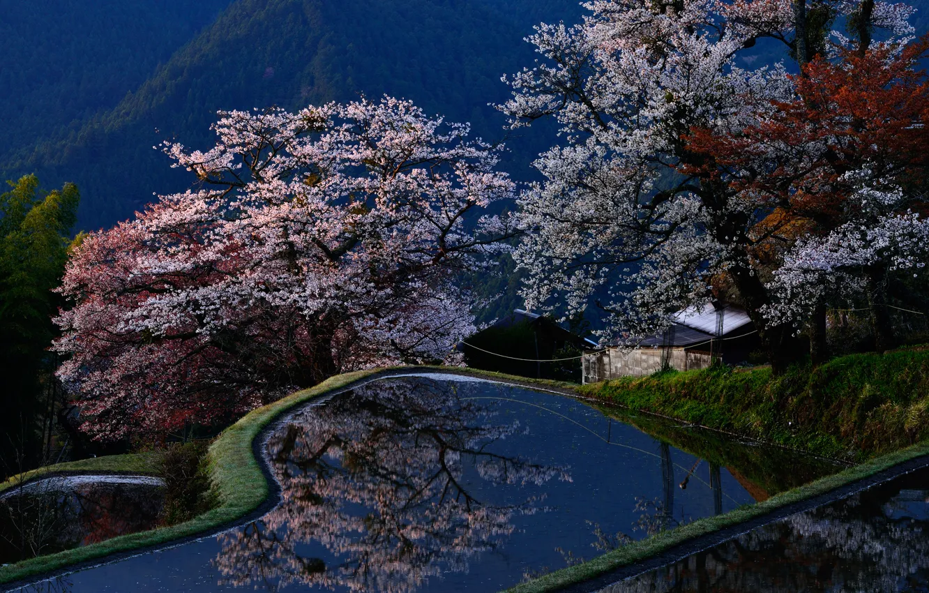 Фото обои цветы, дерево, бассейн, Япония, сакура