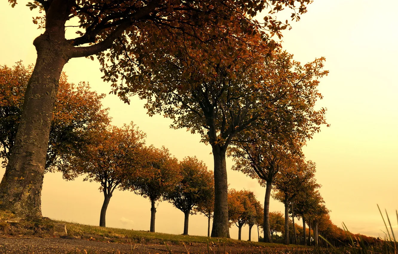 Фото обои trees, Autumn, alley, Below