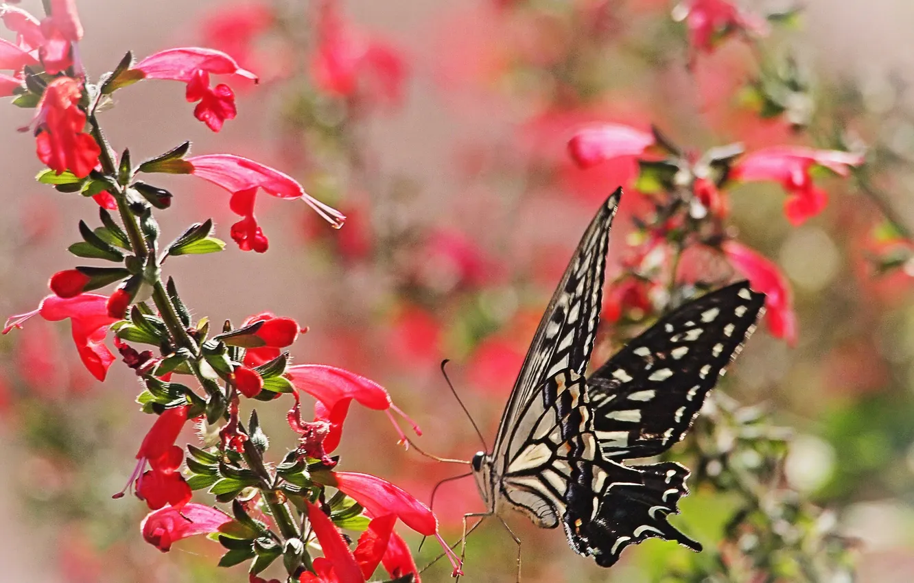 Фото обои макро, цветы, бабочка, растение, крылья
