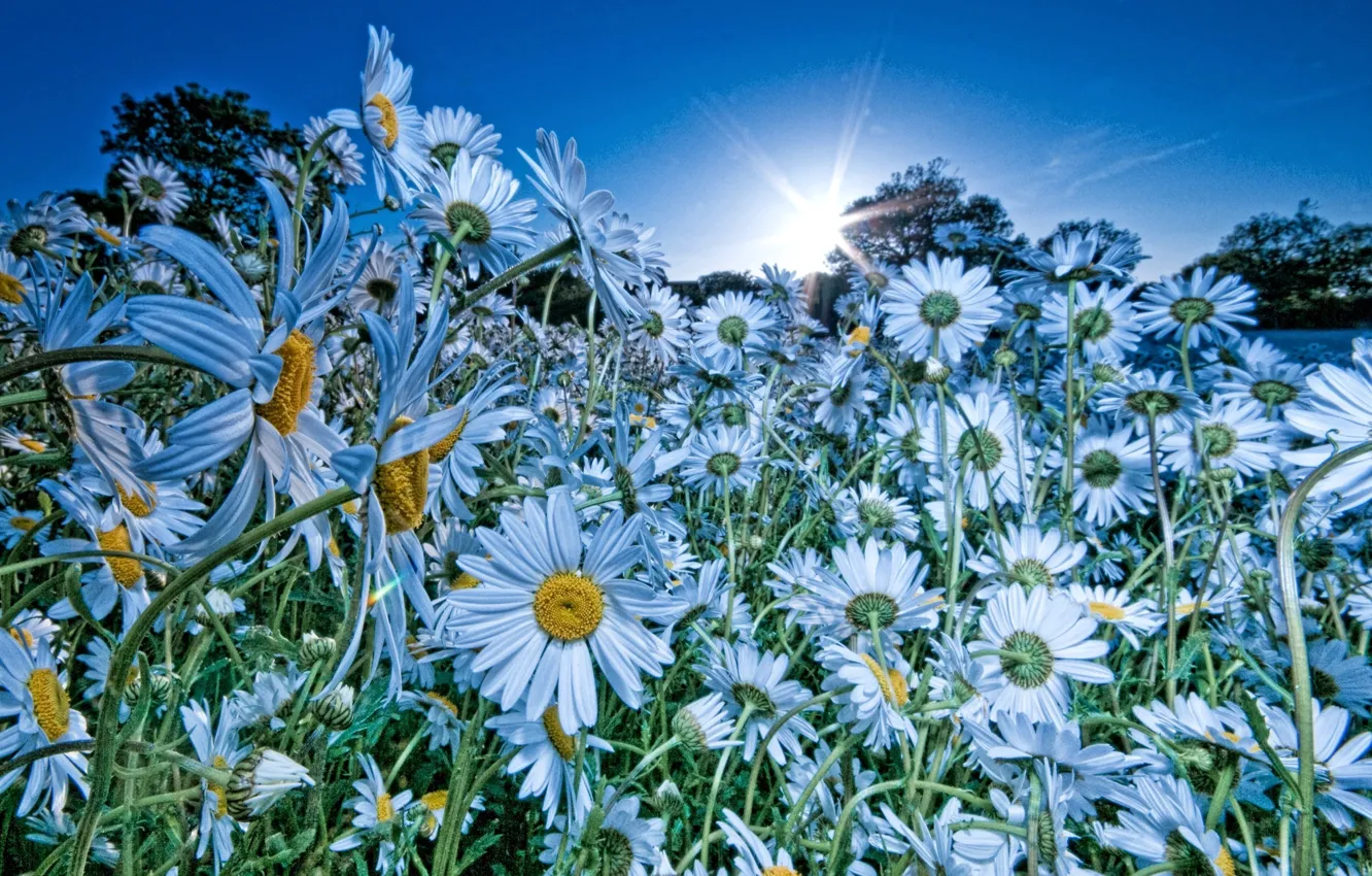 Фото обои поле, небо, солнце, цветы, природа, ромашки, голубой цвет