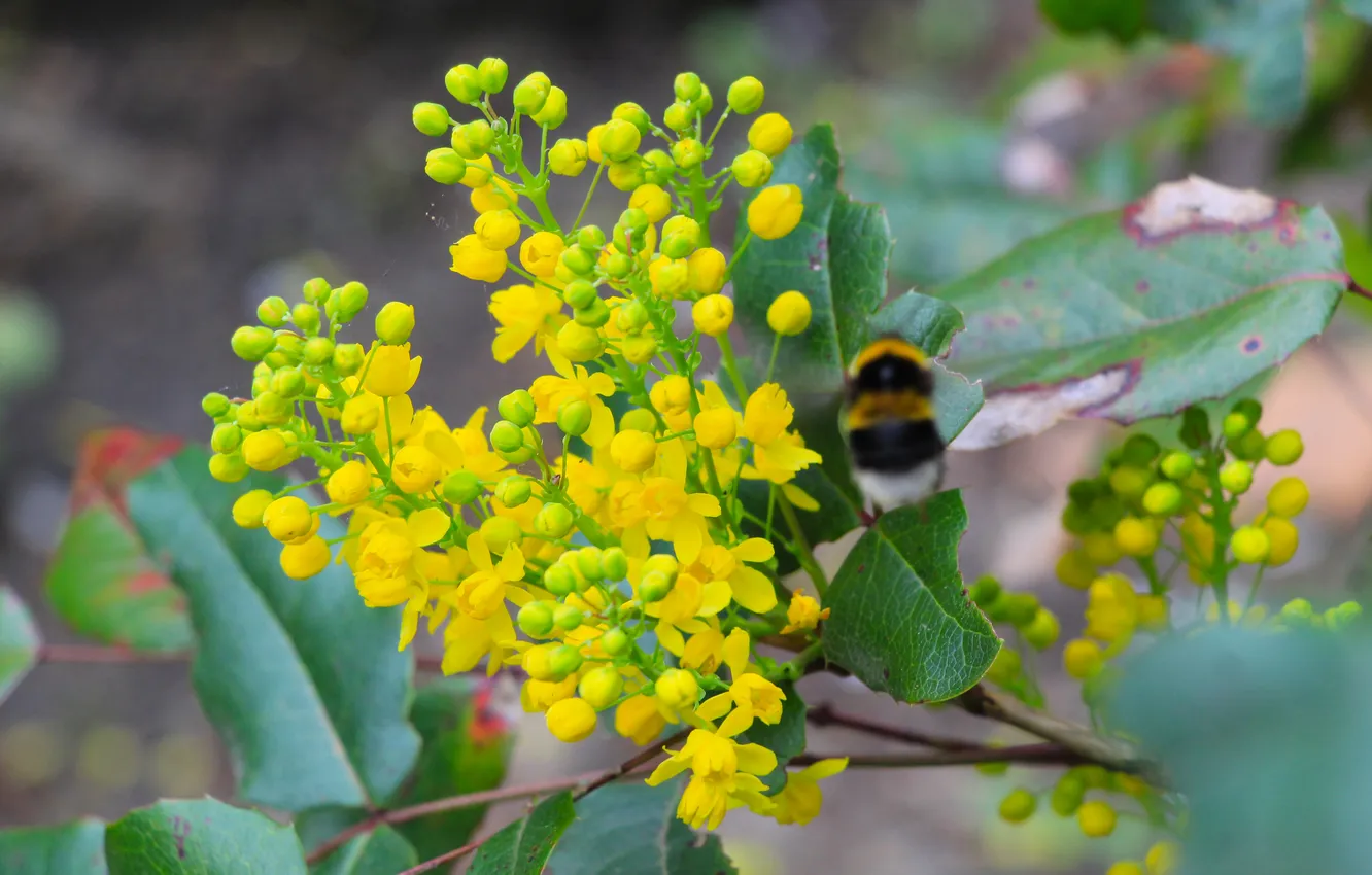 Фото обои flower, spring, insect