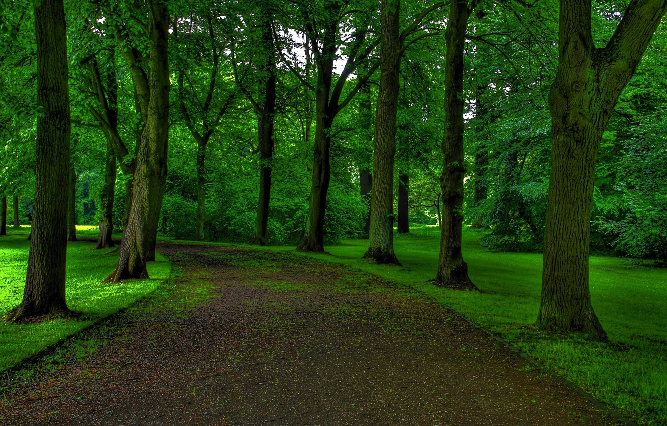 Фото обои дорога, лес, деревья, парк
