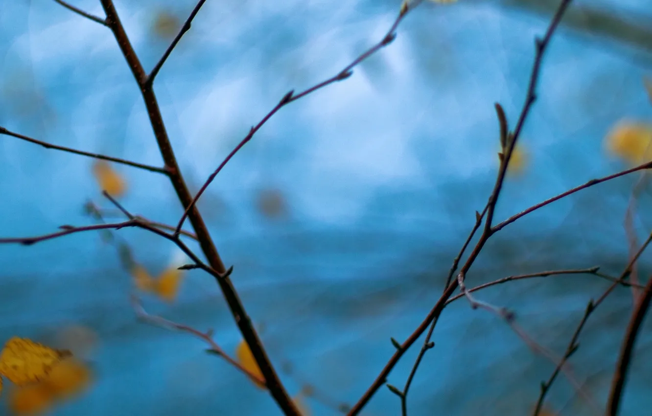 Фото обои листья, макро, ветки, фон, дерево, голубой, widescreen, обои