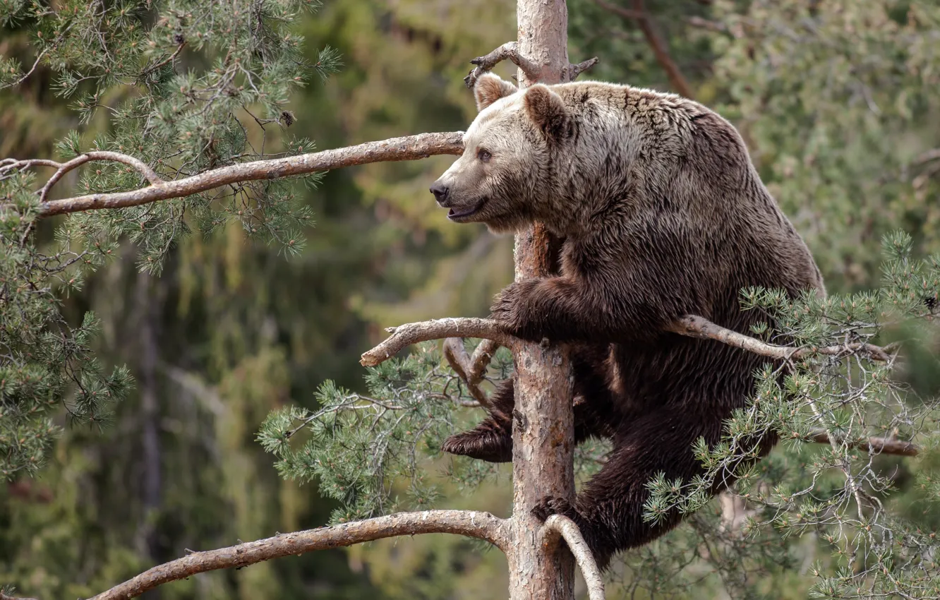 Фото обои дерево, медведь, сосна, топтыгин