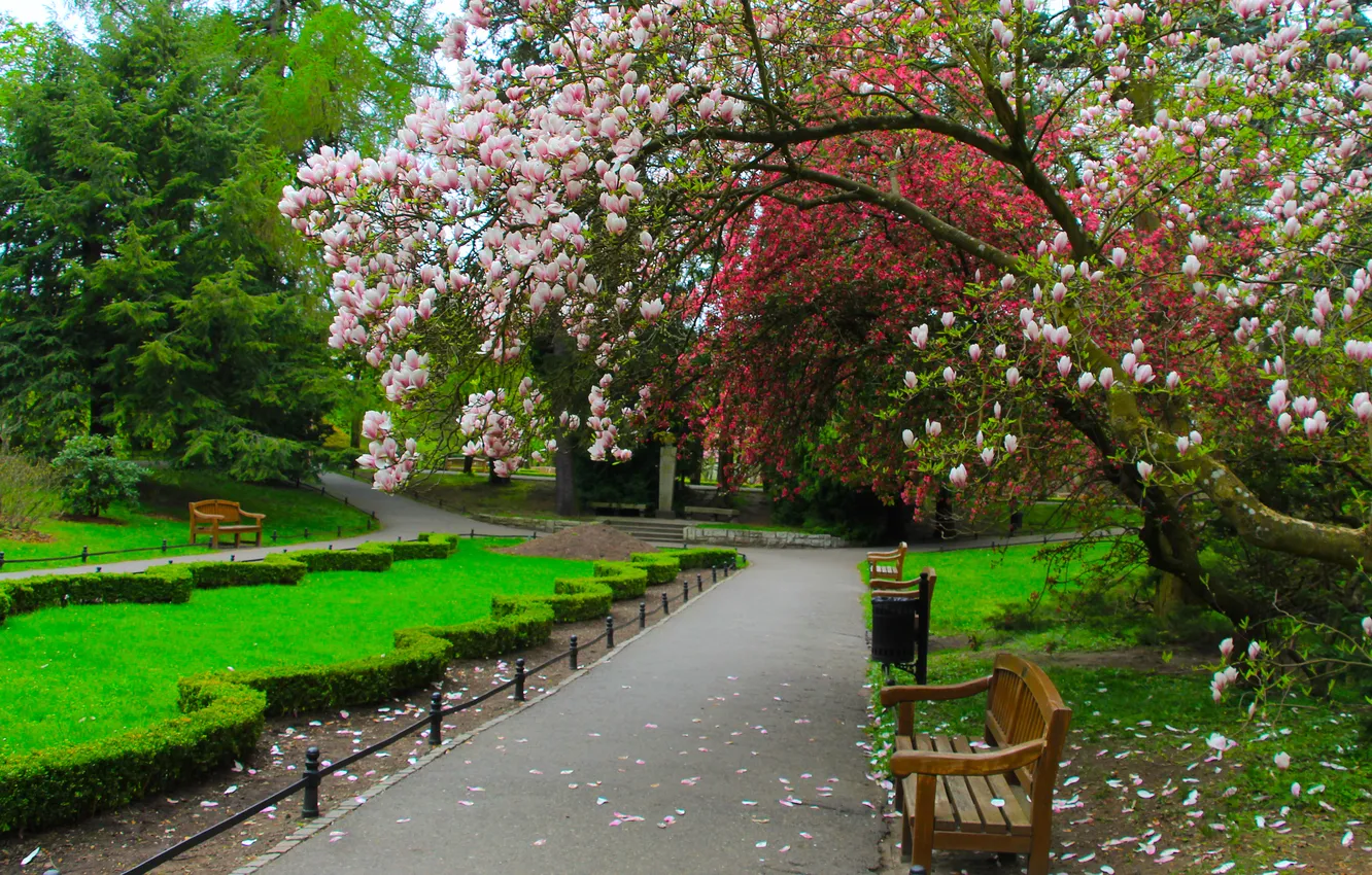 Фото обои park, spring, magnolie, alley