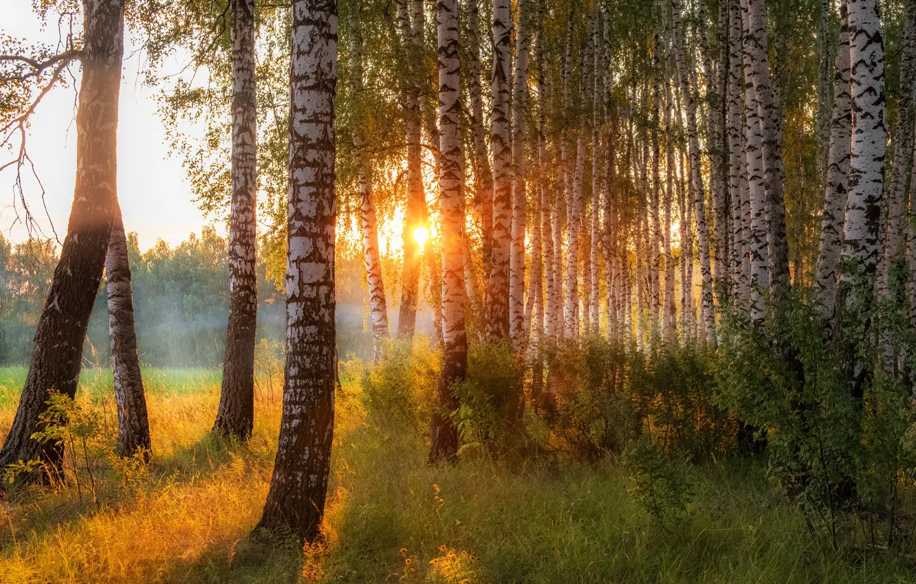 Фото обои солнце, деревья, природа, утро, берёзы, березняк