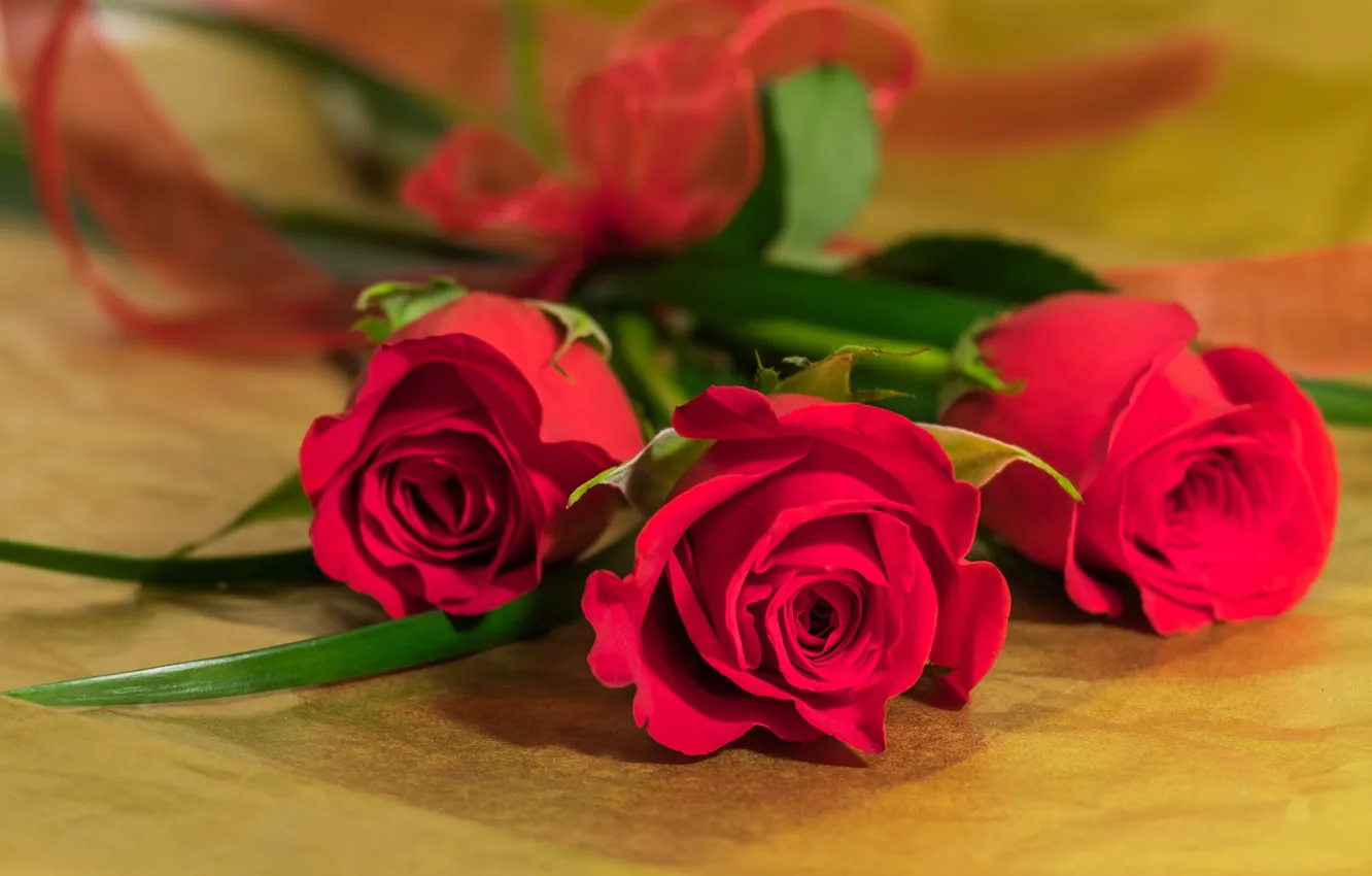 Фото обои розы, букет, трио, бутоны