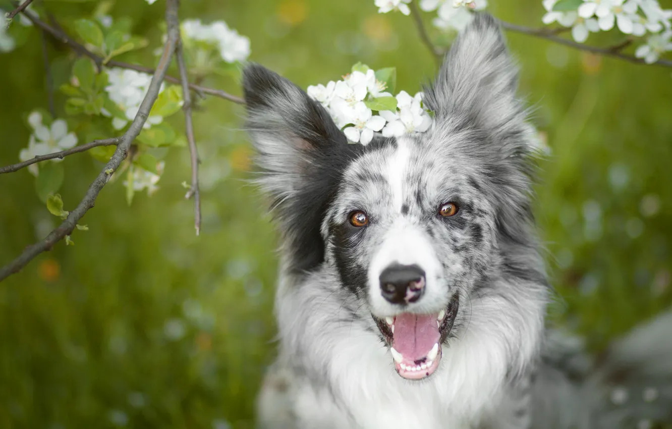 Фото обои язык, морда, цветы, ветки, настроение, собака, весна, сад