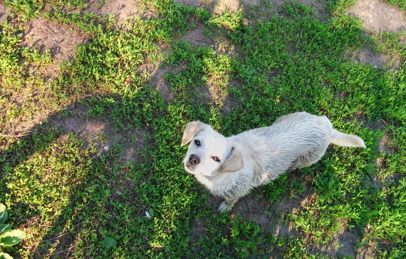 Фото обои зелень, природа, собака