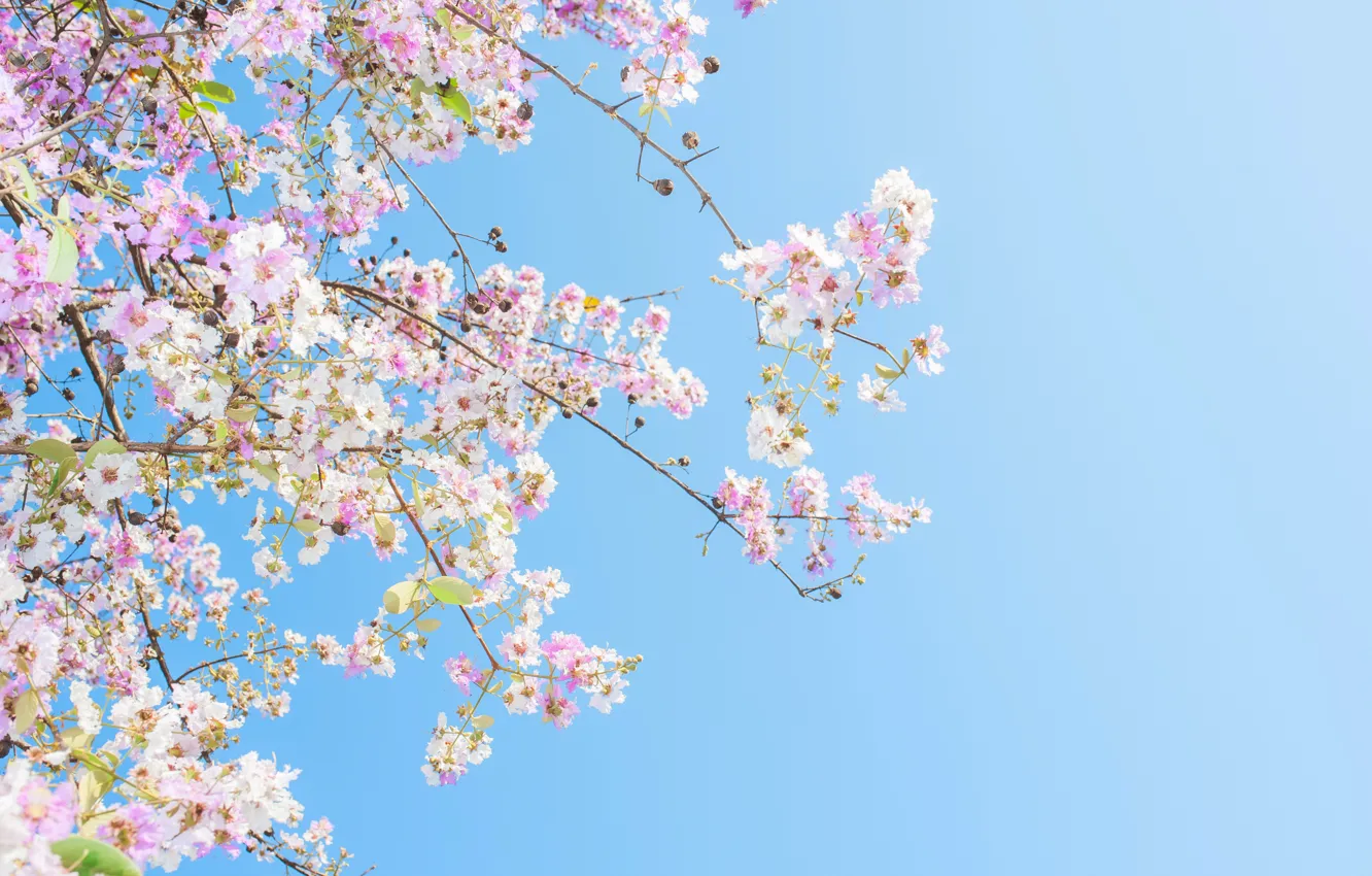 Фото обои небо, солнце, ветки, весна, sunshine, цветение, pink, blossom